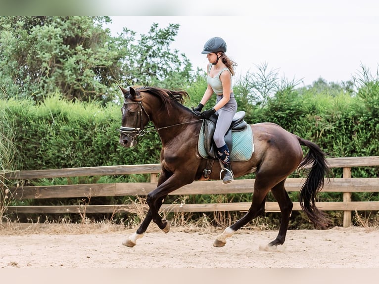 Lusitanien Croisé Étalon 5 Ans 168 cm Noir in Pera