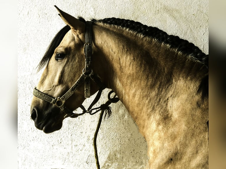 Lusitanien Étalon 5 Ans Buckskin in Aalsmeer