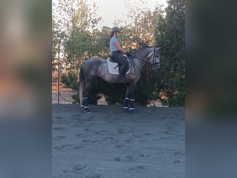 Lusitanien Étalon 5 Ans Gris in Badajoz