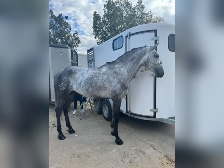 Lusitanien Étalon 5 Ans Gris in Badajoz