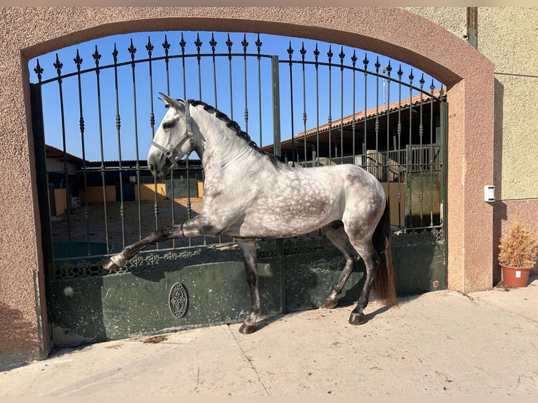 Lusitanien Étalon 5 Ans Gris pommelé in Chipiona