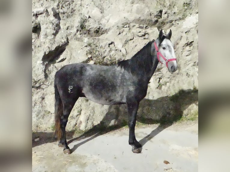 Lusitanien Croisé Étalon 6 Ans 155 cm Gris in Guarda