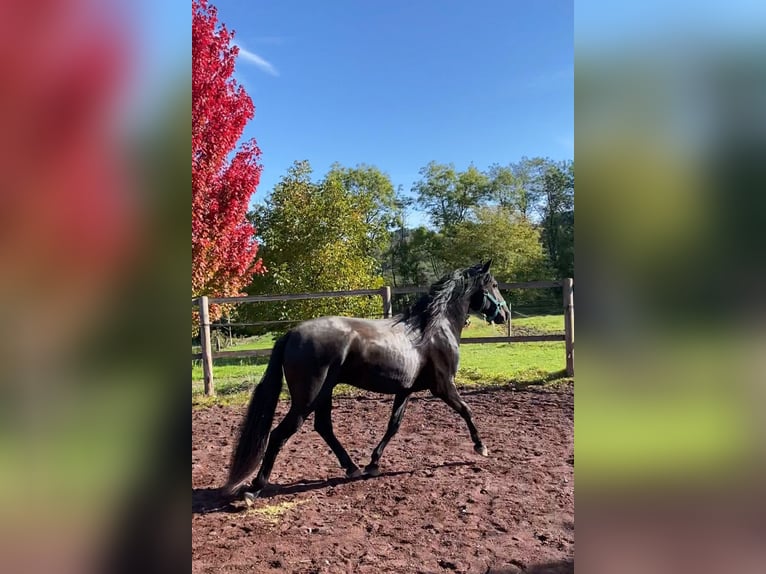 Lusitanien Étalon 6 Ans 158 cm Bai brun foncé in Saligny-sur-Roudon