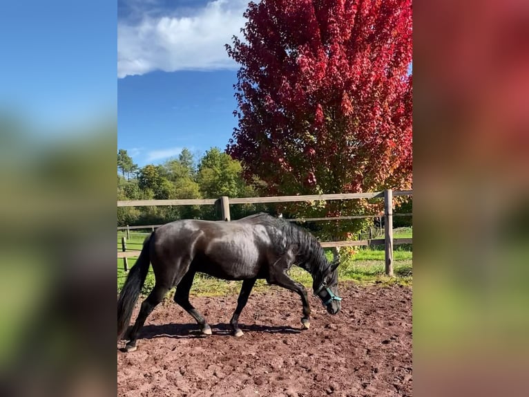 Lusitanien Étalon 6 Ans 158 cm Bai brun foncé in Saligny-sur-Roudon