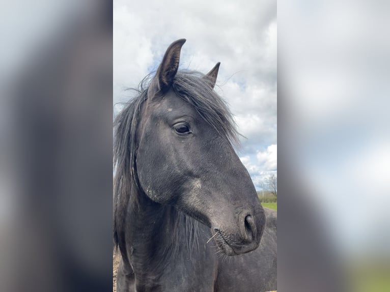 Lusitanien Étalon 6 Ans 158 cm Bai brun foncé in Saligny-sur-Roudon