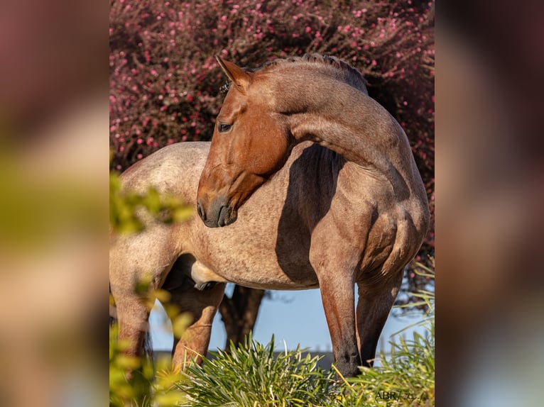 Lusitanien Croisé Étalon 6 Ans 158 cm Roan-Bay in Rio Maior