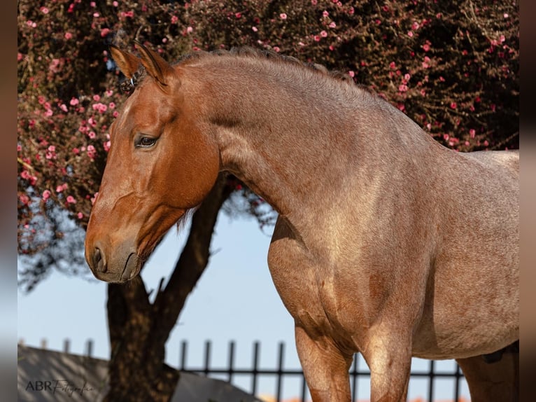 Lusitanien Croisé Étalon 6 Ans 158 cm Roan-Bay in Rio Maior