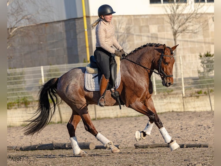 Lusitanien Croisé Étalon 6 Ans 158 cm Roan-Bay in Rio Maior