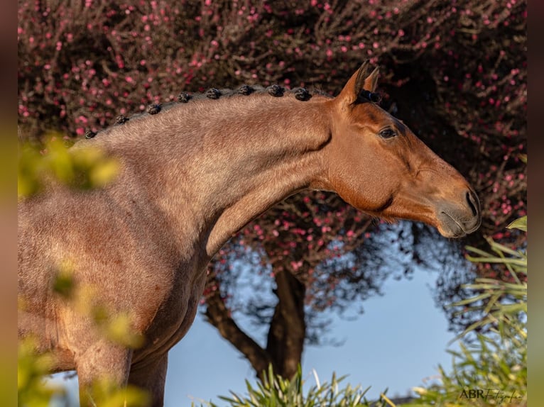 Lusitanien Croisé Étalon 6 Ans 158 cm Roan-Bay in Rio Maior