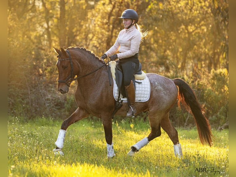 Lusitanien Croisé Étalon 6 Ans 158 cm Roan-Bay in Rio Maior