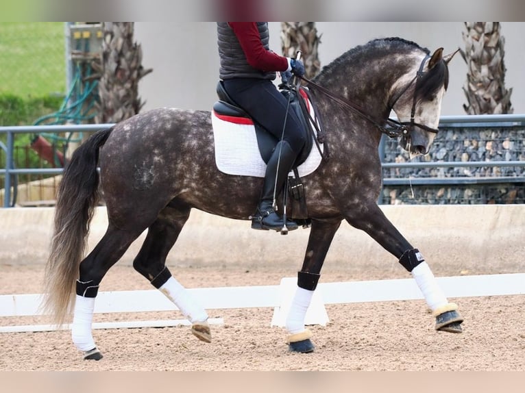 Lusitanien Étalon 6 Ans 160 cm Gris in Navas Del Madroño