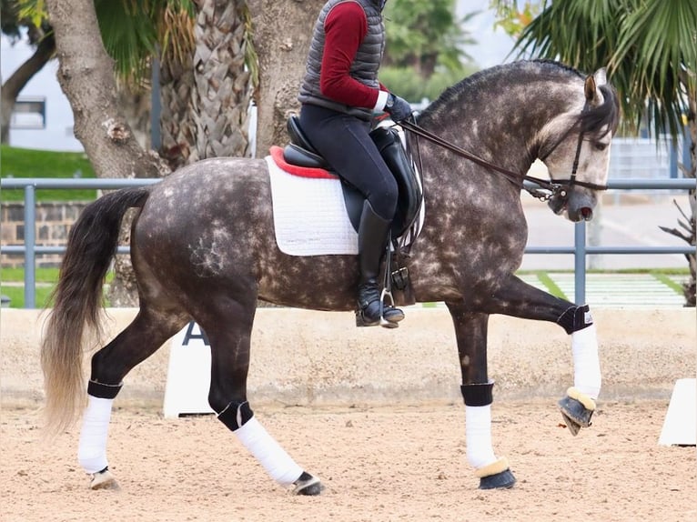 Lusitanien Étalon 6 Ans 160 cm Gris in Navas Del Madroño