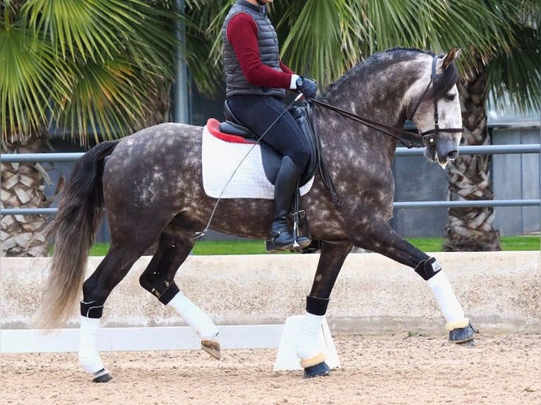 Lusitanien Étalon 6 Ans 160 cm Gris in Navas Del Madroño