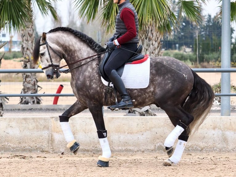 Lusitanien Étalon 6 Ans 160 cm Gris in Navas Del Madroño