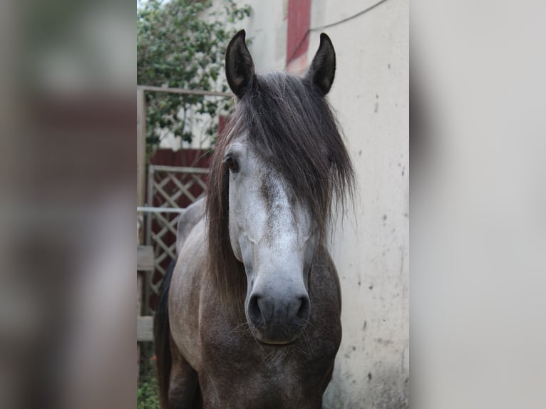 Lusitanien Étalon 6 Ans 160 cm Gris in CAPTIEUX