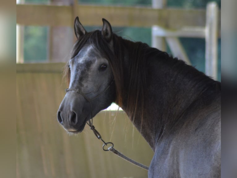 Lusitanien Étalon 6 Ans 160 cm Gris in CAPTIEUX