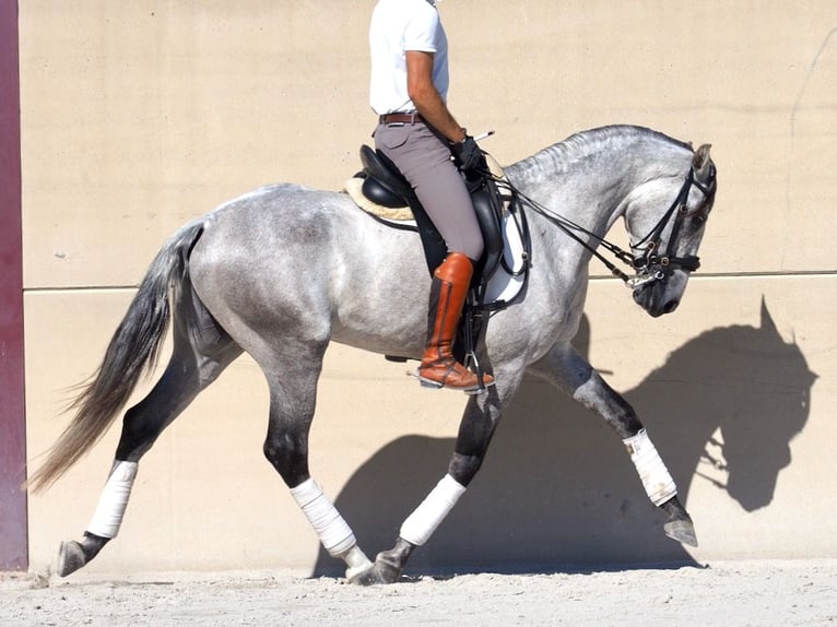 Lusitanien Étalon 6 Ans 160 cm Gris in NAVAS DEL MADRONO