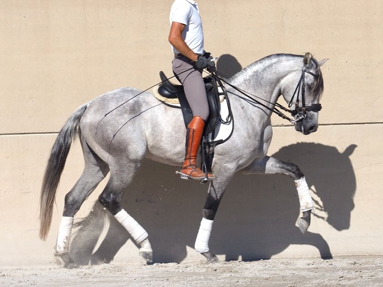 Lusitanien Étalon 6 Ans 160 cm Gris in NAVAS DEL MADRONO