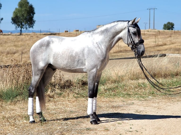 Lusitanien Étalon 6 Ans 160 cm Gris in NAVAS DEL MADRONO