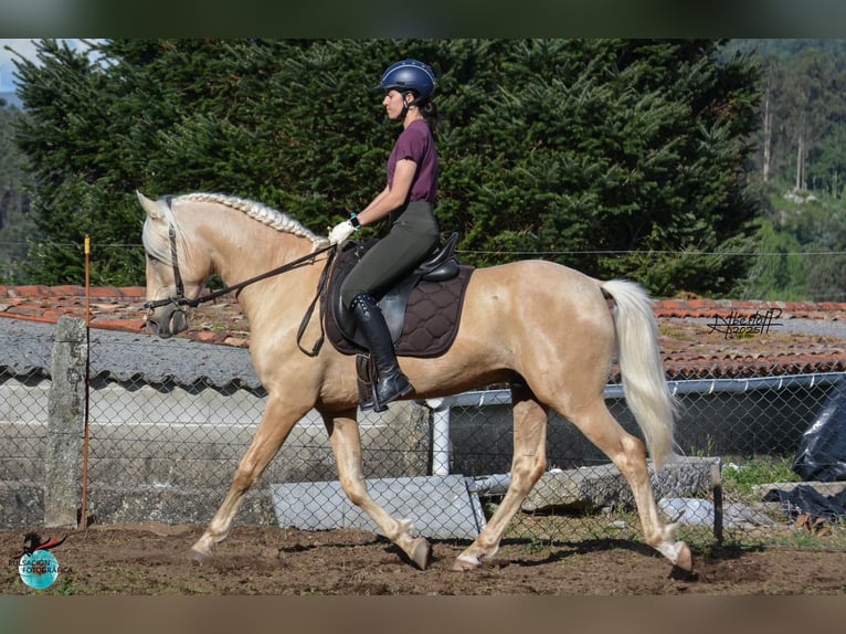 Lusitanien Étalon 6 Ans 160 cm Perle in Frankfurt am Main