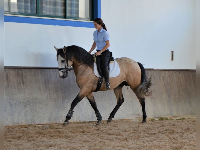 Lusitanien Étalon 6 Ans 160 cm Peut devenir gris in Lissabon