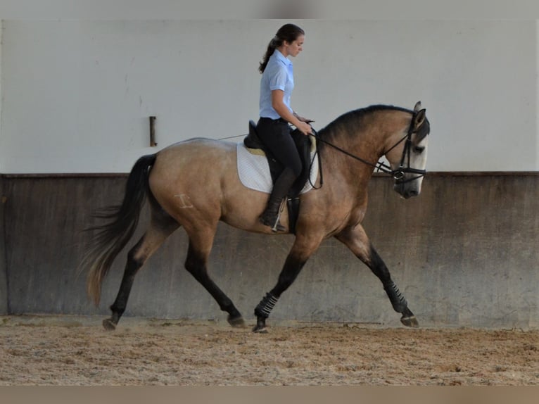 Lusitanien Étalon 6 Ans 160 cm Peut devenir gris in Lissabon