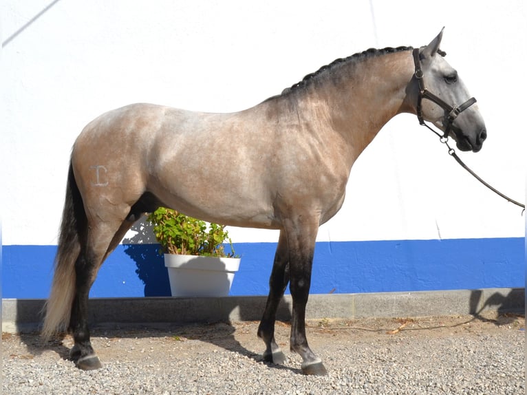 Lusitanien Étalon 6 Ans 160 cm Peut devenir gris in Lissabon