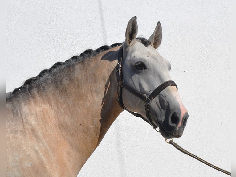 Lusitanien Étalon 6 Ans 160 cm Peut devenir gris in Lissabon