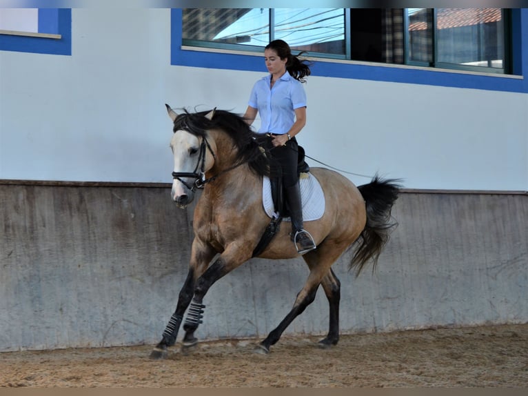 Lusitanien Étalon 6 Ans 160 cm Peut devenir gris in Lissabon