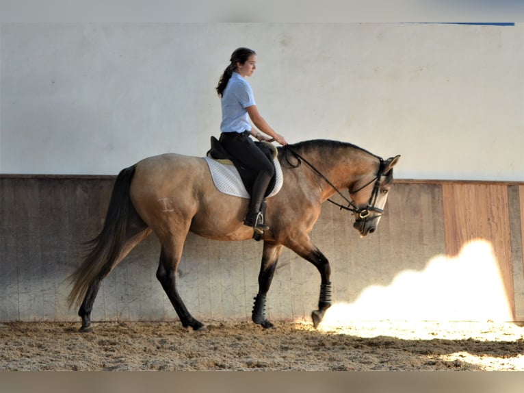 Lusitanien Étalon 6 Ans 160 cm Peut devenir gris in Lissabon