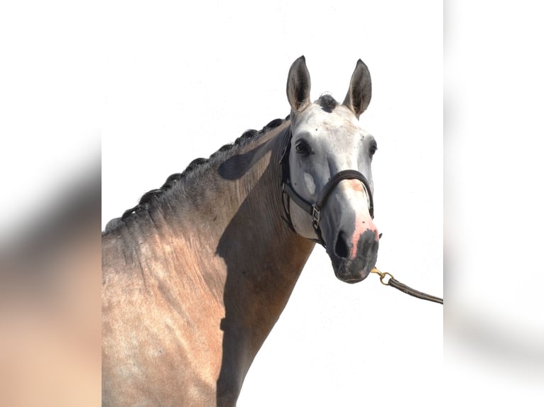 Lusitanien Étalon 6 Ans 160 cm Peut devenir gris in Lissabon