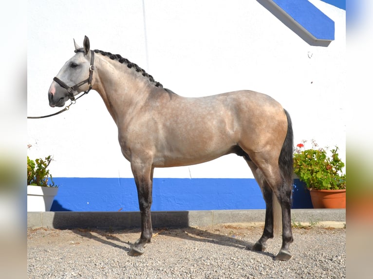 Lusitanien Étalon 6 Ans 160 cm Peut devenir gris in Lissabon