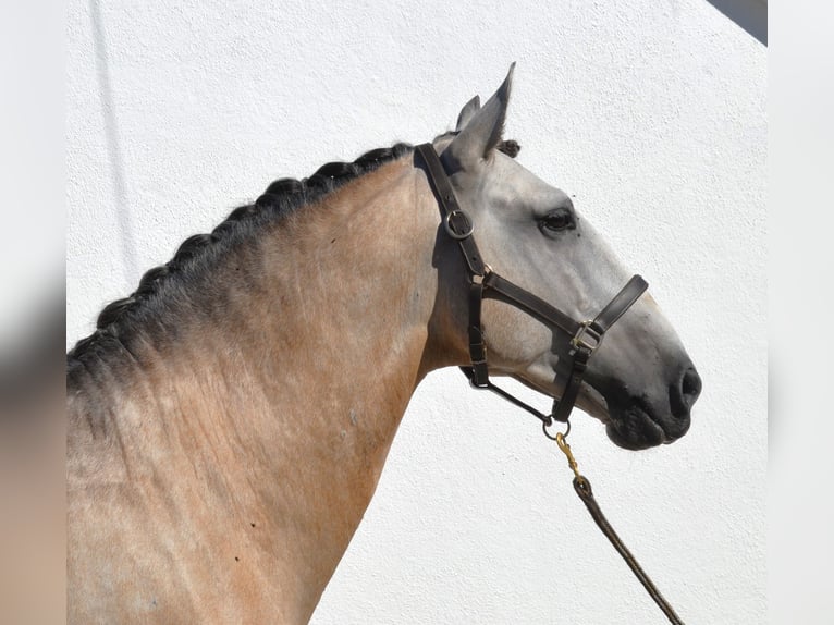 Lusitanien Étalon 6 Ans 160 cm Peut devenir gris in Lissabon