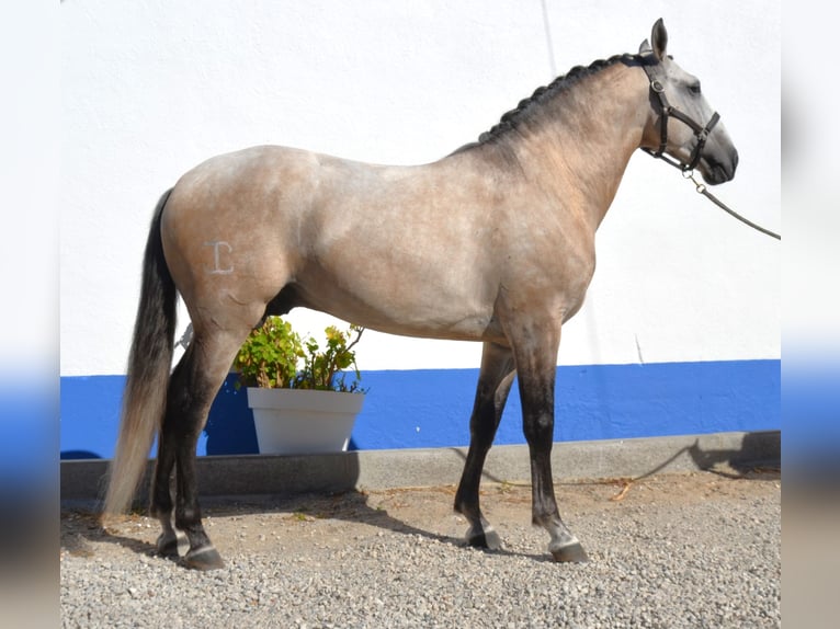 Lusitanien Étalon 6 Ans 160 cm Peut devenir gris in Lissabon