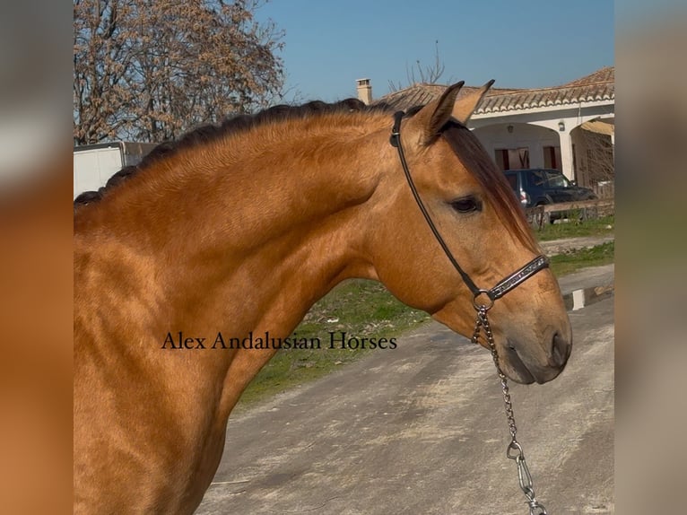 Lusitanien Étalon 6 Ans 161 cm Buckskin in Sevilla