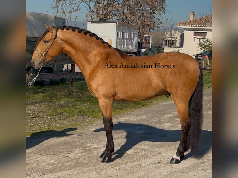 Lusitanien Étalon 6 Ans 161 cm Buckskin in Sevilla