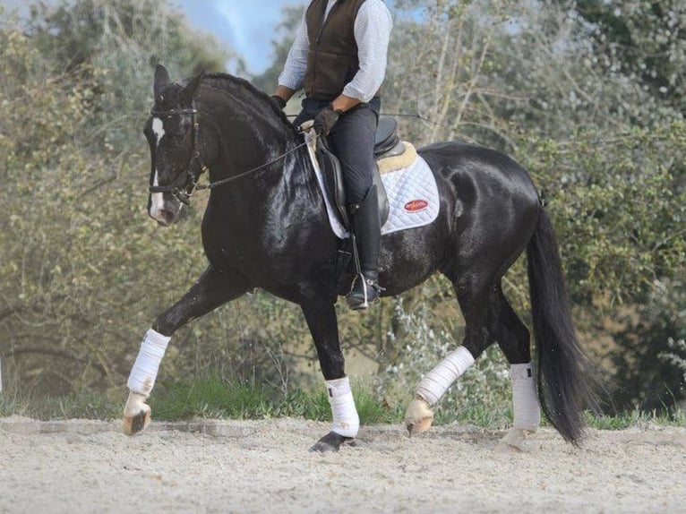 Lusitanien Étalon 6 Ans 161 cm Noir in NAVAS DEL MADRONO