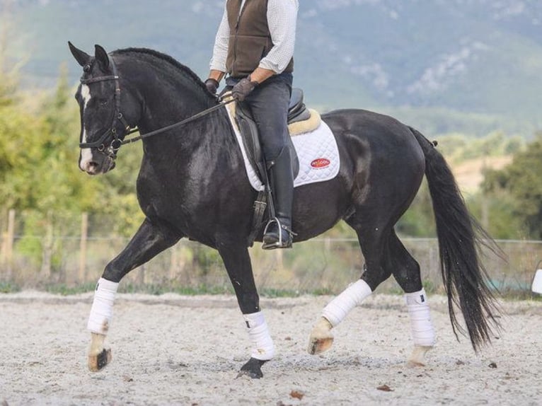 Lusitanien Étalon 6 Ans 161 cm Noir in NAVAS DEL MADRONO