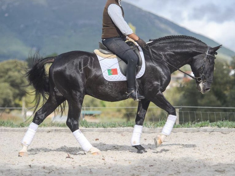 Lusitanien Étalon 6 Ans 161 cm Noir in NAVAS DEL MADRONO