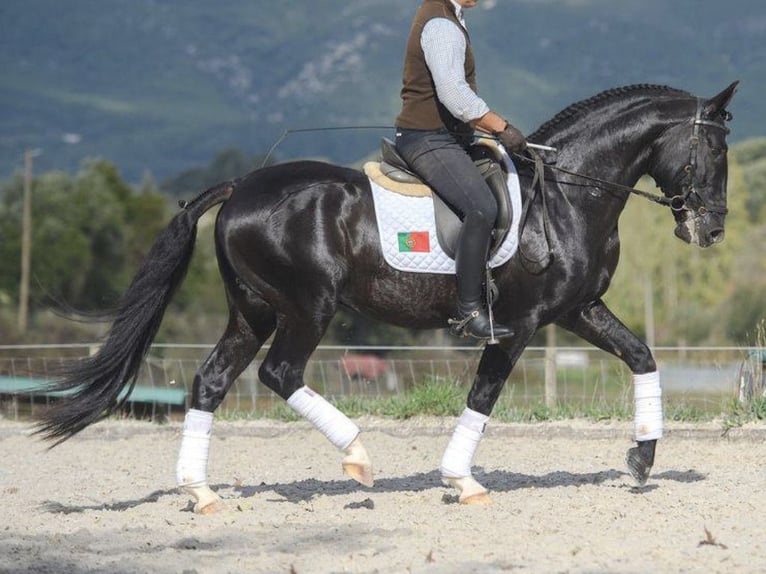 Lusitanien Étalon 6 Ans 161 cm Noir in NAVAS DEL MADRONO