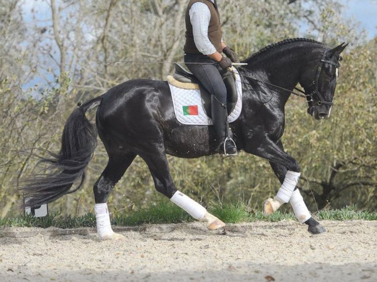 Lusitanien Étalon 6 Ans 161 cm Noir in NAVAS DEL MADRONO