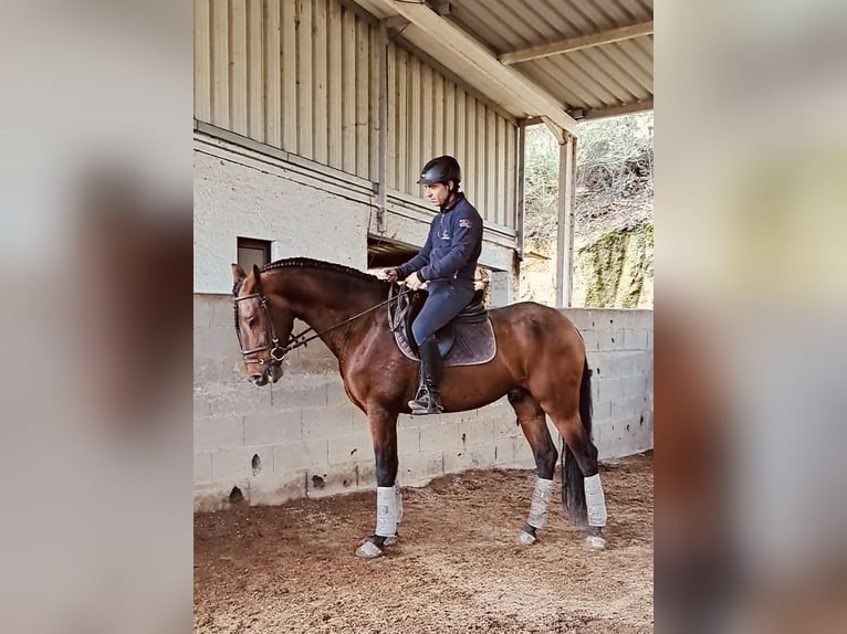 Lusitanien Étalon 6 Ans 163 cm Bai brun foncé in FUNDAO