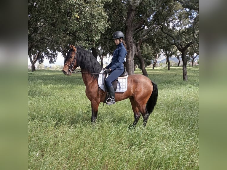 Lusitanien Étalon 6 Ans 163 cm Bai brun foncé in FUNDAO