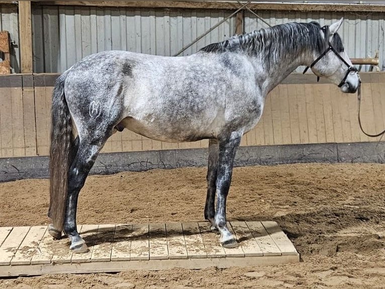 Lusitanien Étalon 6 Ans 163 cm Gris pommelé in Burgwedel