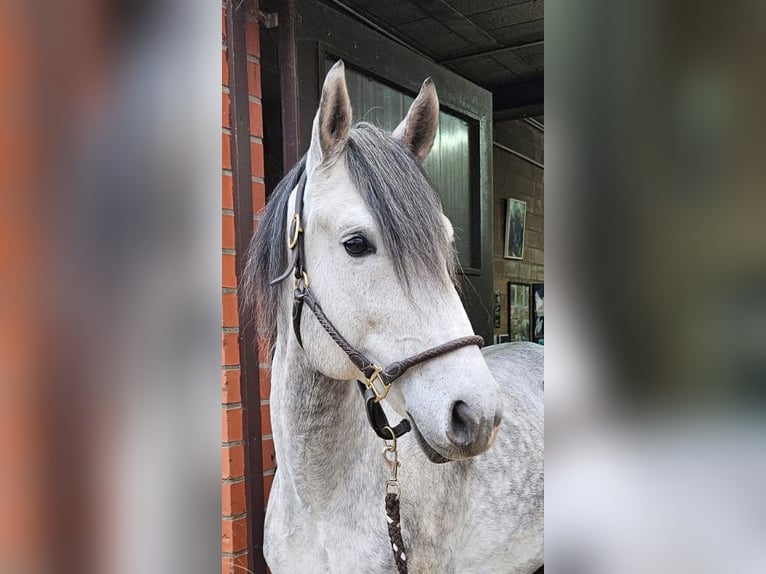Lusitanien Étalon 6 Ans 163 cm Gris pommelé in Burgwedel