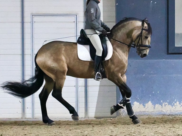 Lusitanien Croisé Étalon 6 Ans 163 cm Isabelle in Navas Del Madroño