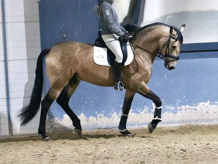 Lusitanien Croisé Étalon 6 Ans 163 cm Isabelle in Navas Del Madroño