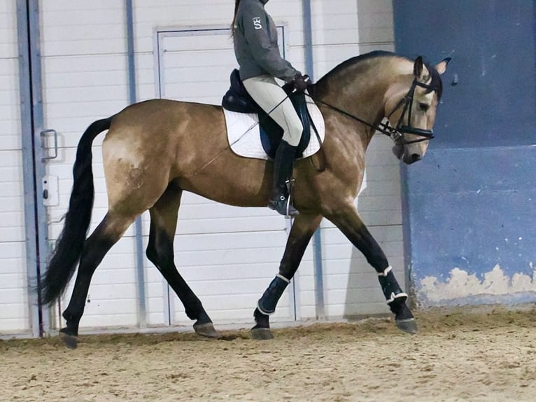 Lusitanien Croisé Étalon 6 Ans 163 cm Isabelle in Navas Del Madroño