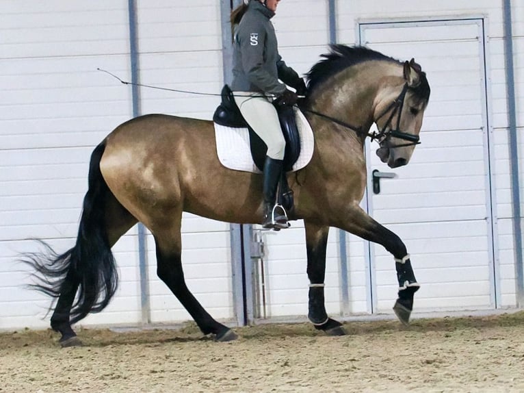 Lusitanien Croisé Étalon 6 Ans 163 cm Isabelle in Navas Del Madroño