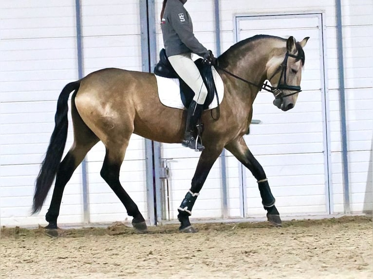 Lusitanien Croisé Étalon 6 Ans 163 cm Isabelle in Navas Del Madroño